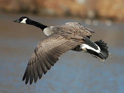 canadian goose front